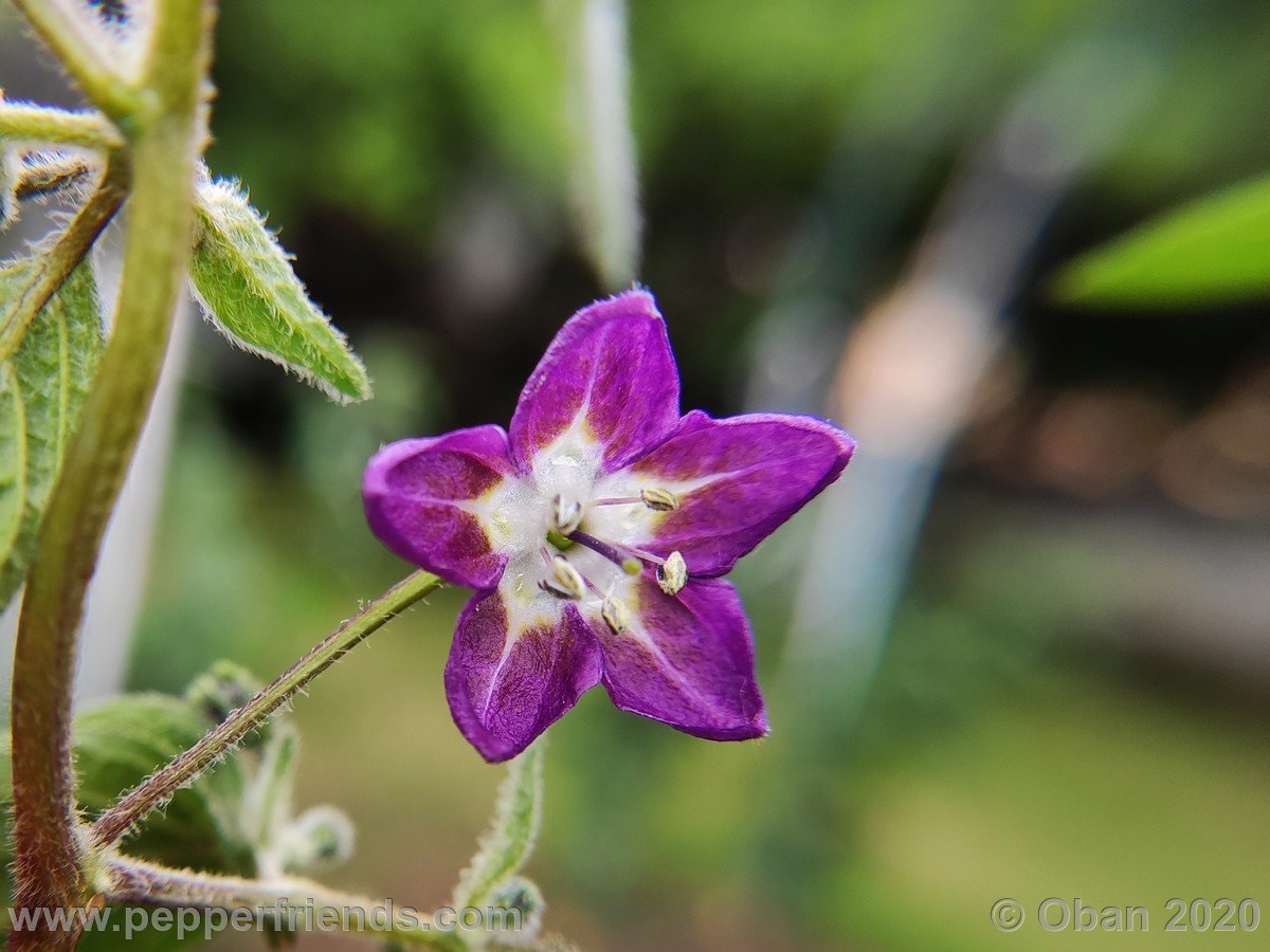 Peperoncini 2020 - 1140.jpg