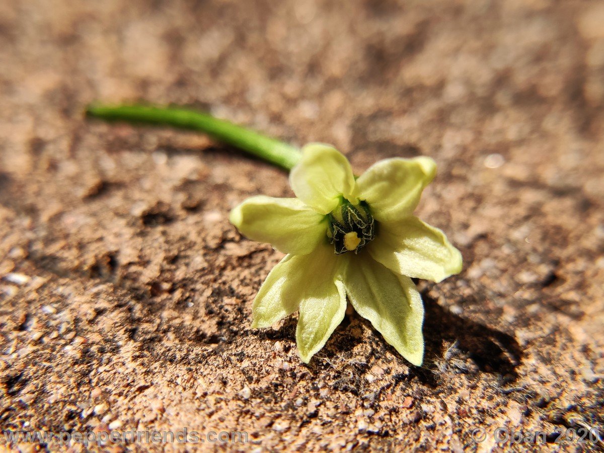 Peperoncini 2020 - 1846.jpg