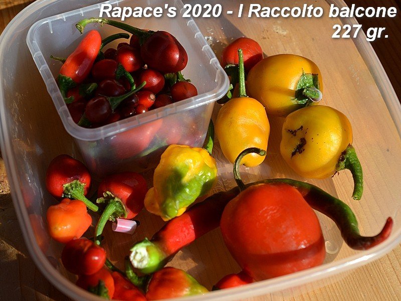 00 Raccolto.jpg