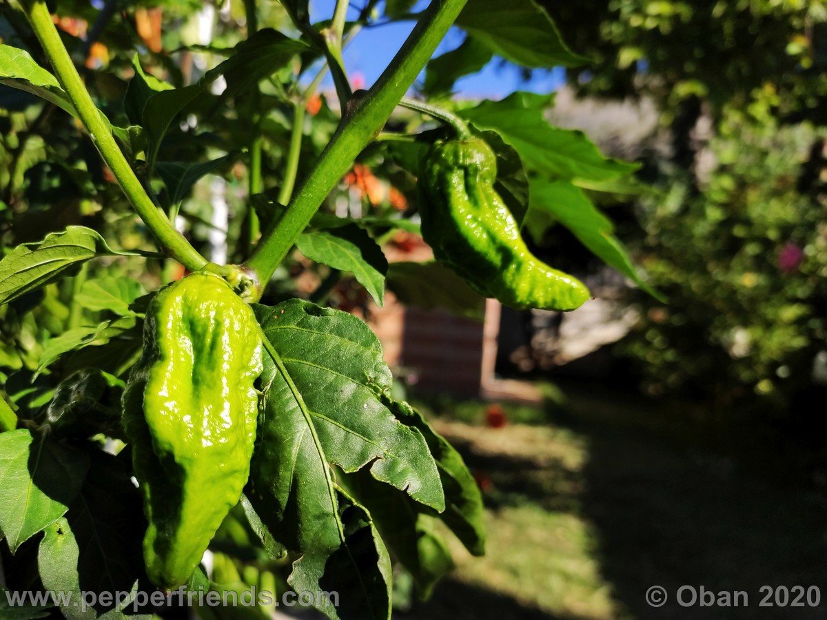 Peperoncini 2020 - 1820.jpg