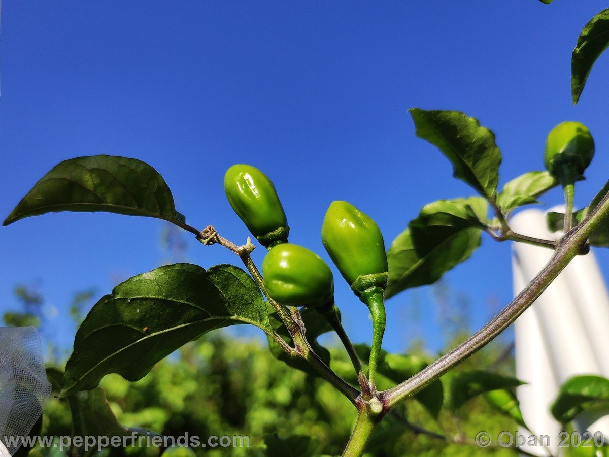 Peperoncini 2020 - 1976.jpg