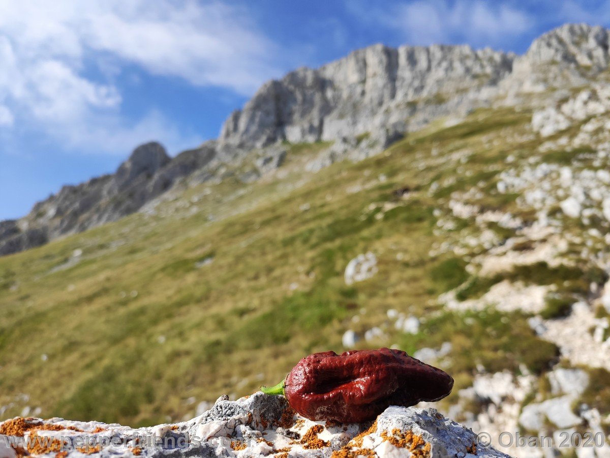 Monte Sirente - 19.jpg