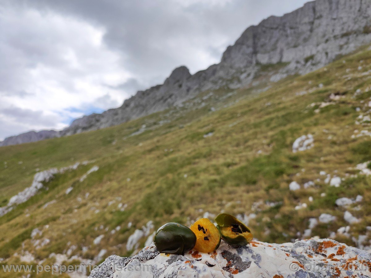 Monte Sirente - 47.jpg