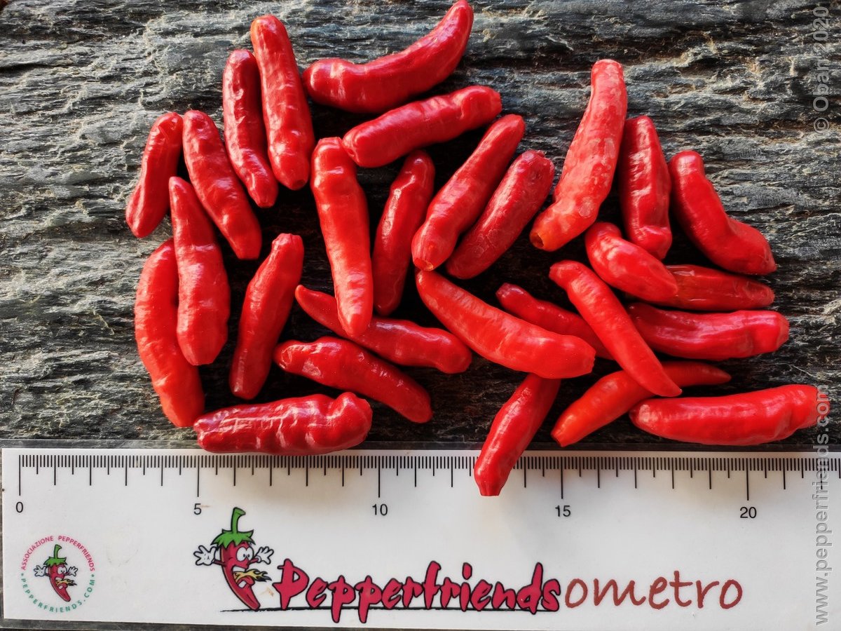 Peperoncini 2020 - 2578.jpg