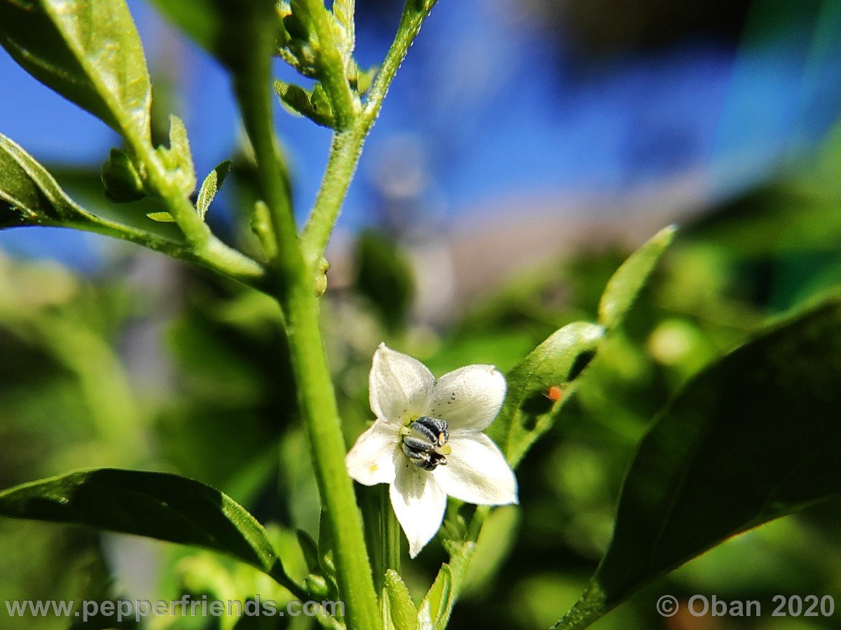 Peperoncini 2020 - 2417.jpg