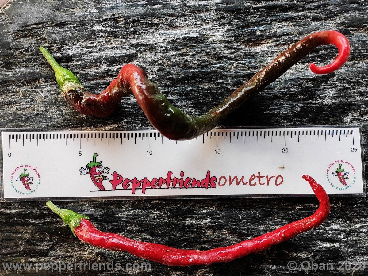 Peperoncini 2020 - 2676.jpg