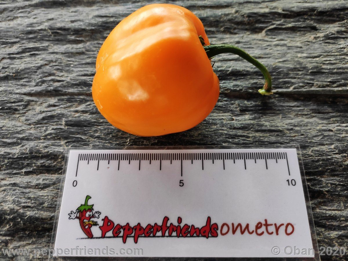 Peperoncini 2020 - 2487.jpg