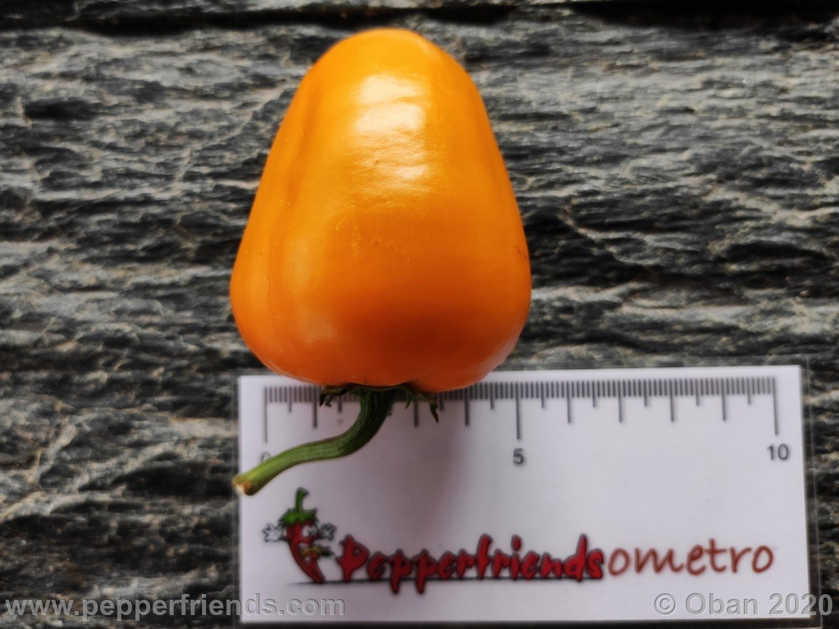 Peperoncini 2020 - 2474.jpg