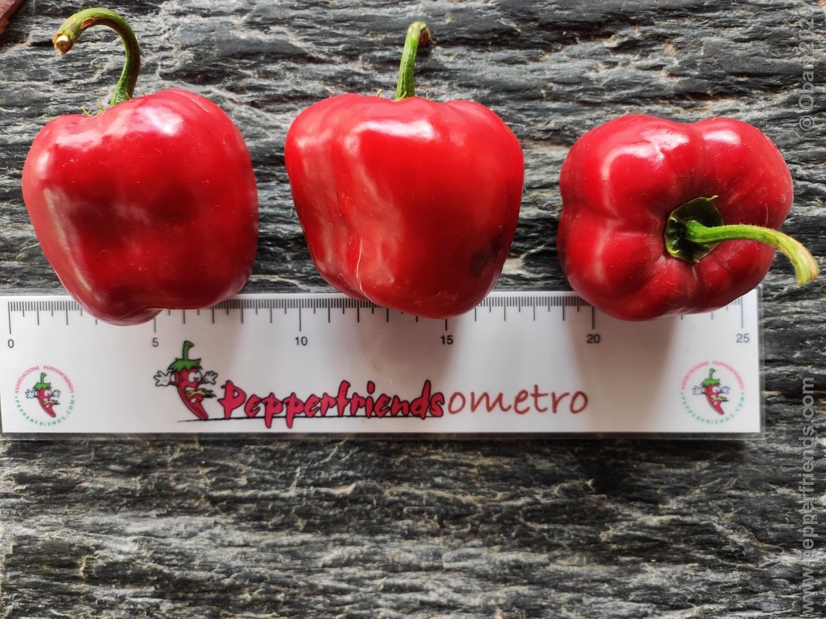 Peperoncini 2020 - 2820.jpg