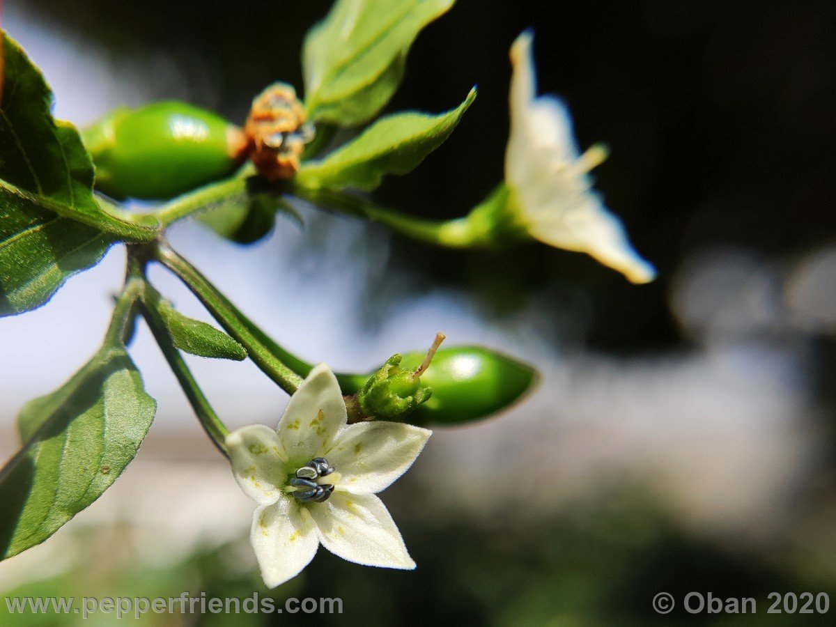 Peperoncini 2020 - 2715.jpg