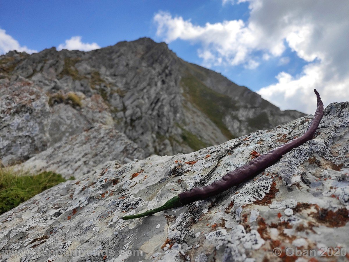 Monte Corvo Per La Cresta Ovest - 06.jpg