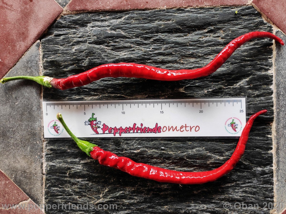 Peperoncini 2020 - 2837.jpg