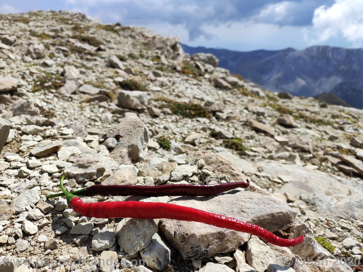 Monte Corvo Per La Cresta Ovest - 40.jpg