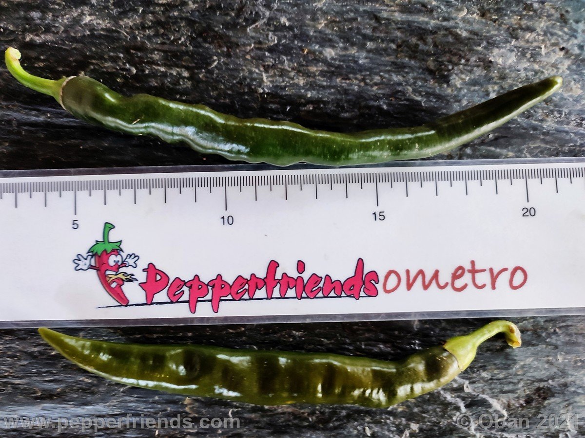 Peperoncini 2021 - 2199.jpg