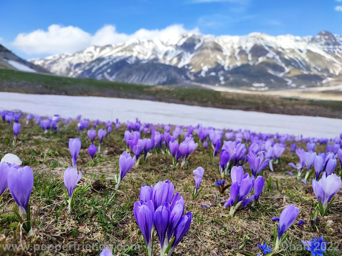 Campo Imperatore 2022 Fioritura Crocus - 1.jpg