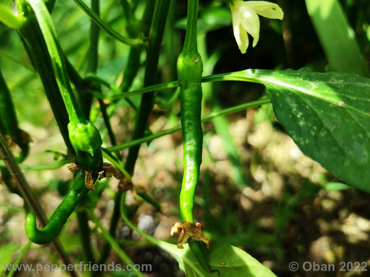 Peperoncini 2022 - 0303.jpg