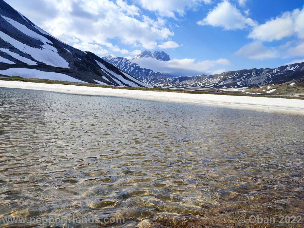 Campo Imperatore 2022 Fioritura Crocus - 6.jpg