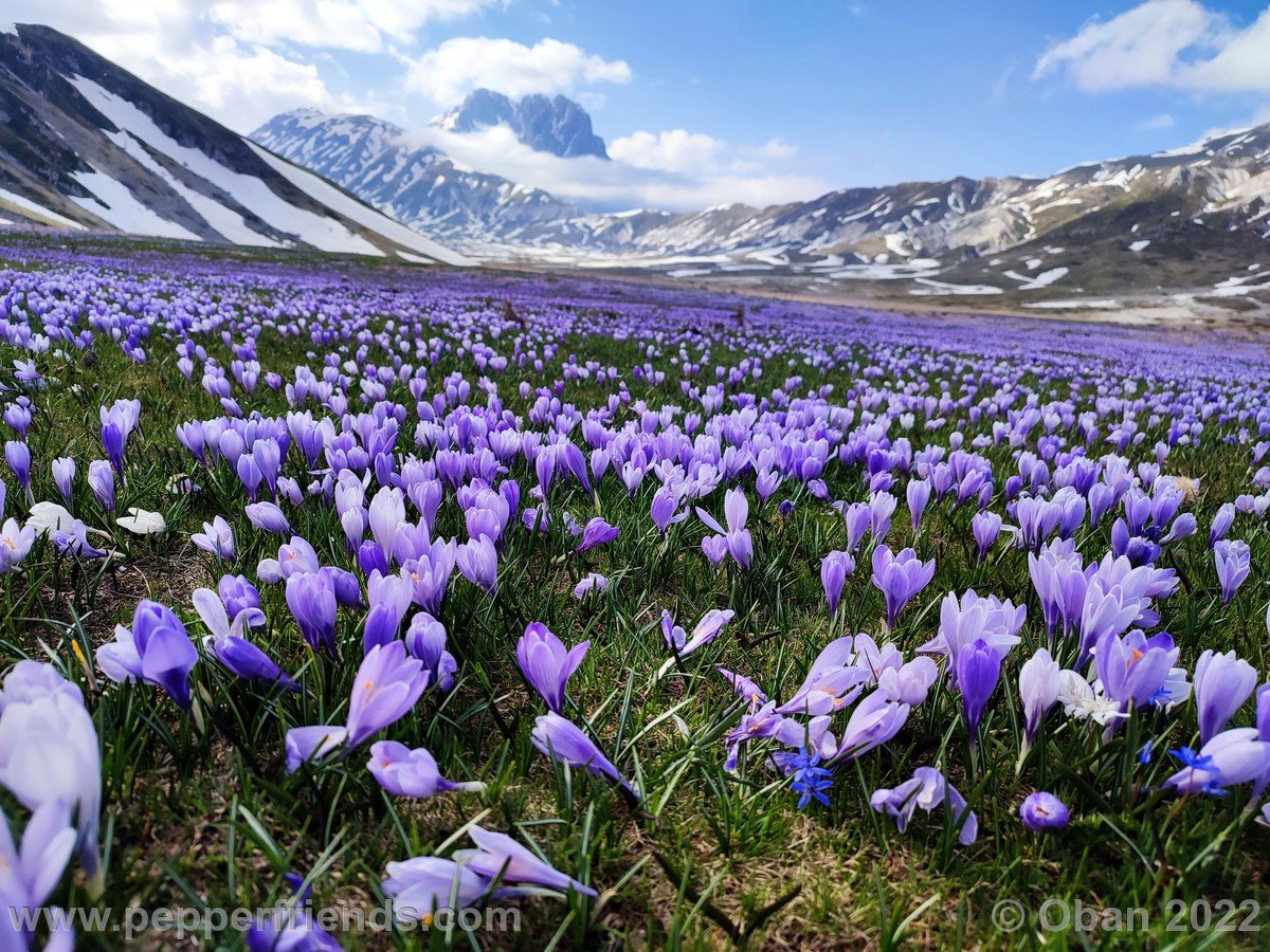 Campo Imperatore 2022 Fioritura Crocus - 7.jpg