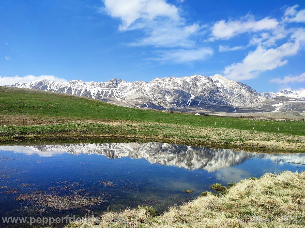 Campo Imperatore 2022 Fioritura Crocus - 3.jpg