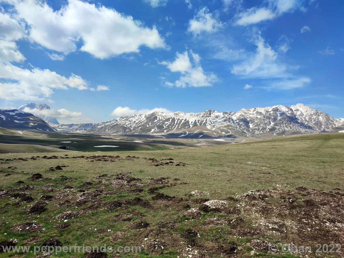 Campo Imperatore 2022 Fioritura Crocus - 2.jpg