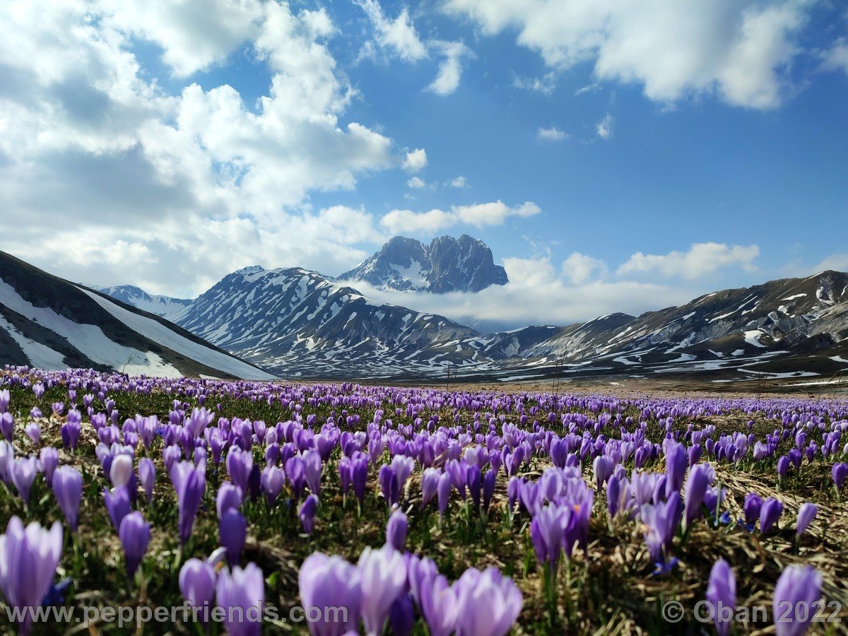 Campo Imperatore 2022 Fioritura Crocus - 9.jpg