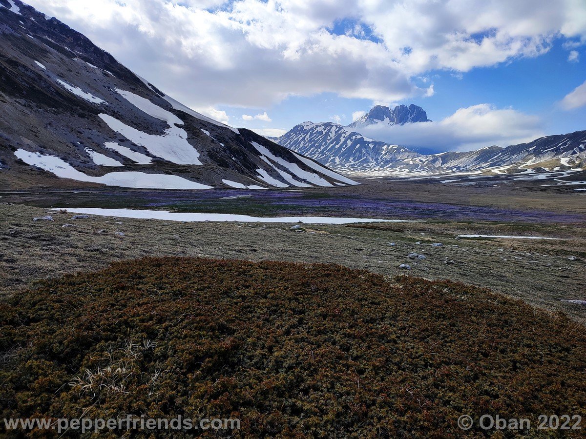 Campo Imperatore 2022 Fioritura Crocus - 8.jpg