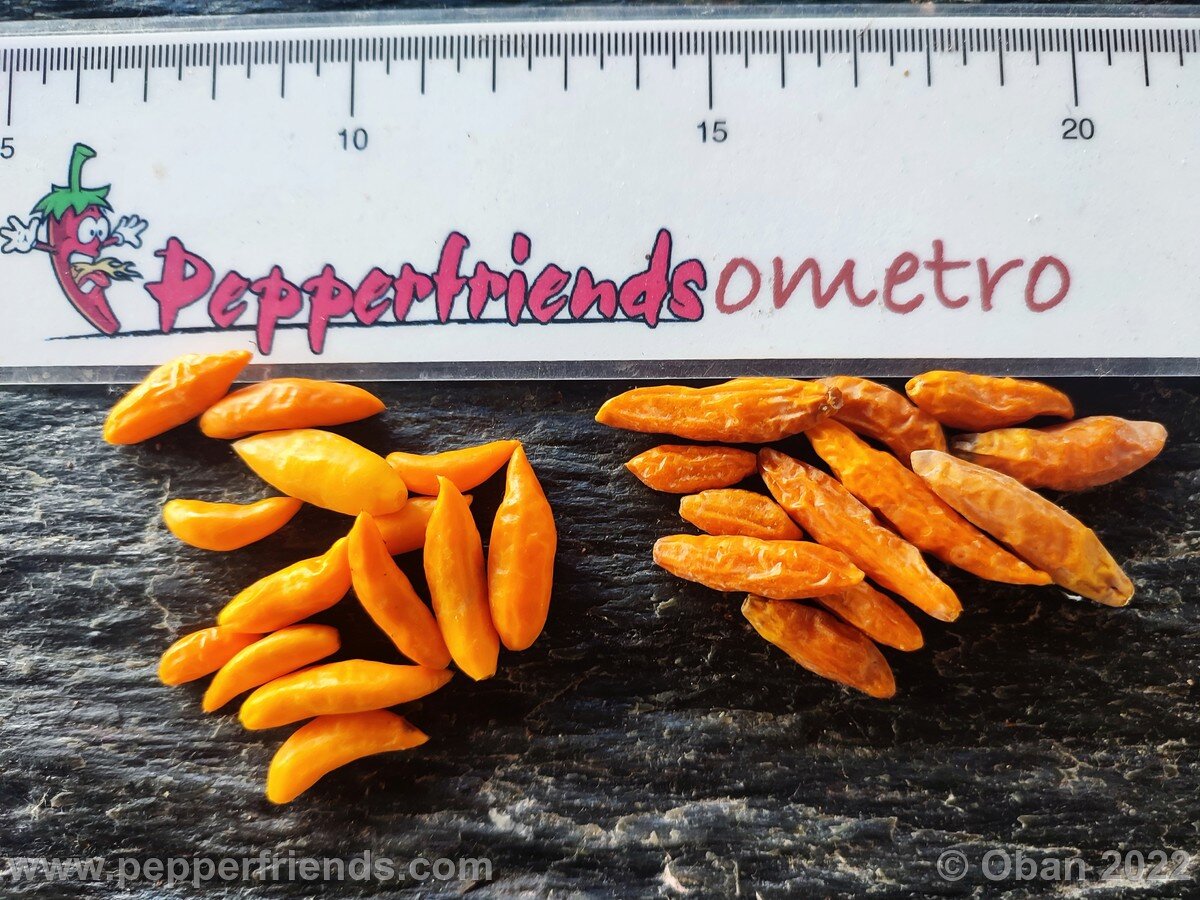 Peperoncini 2022 - 0988.jpg