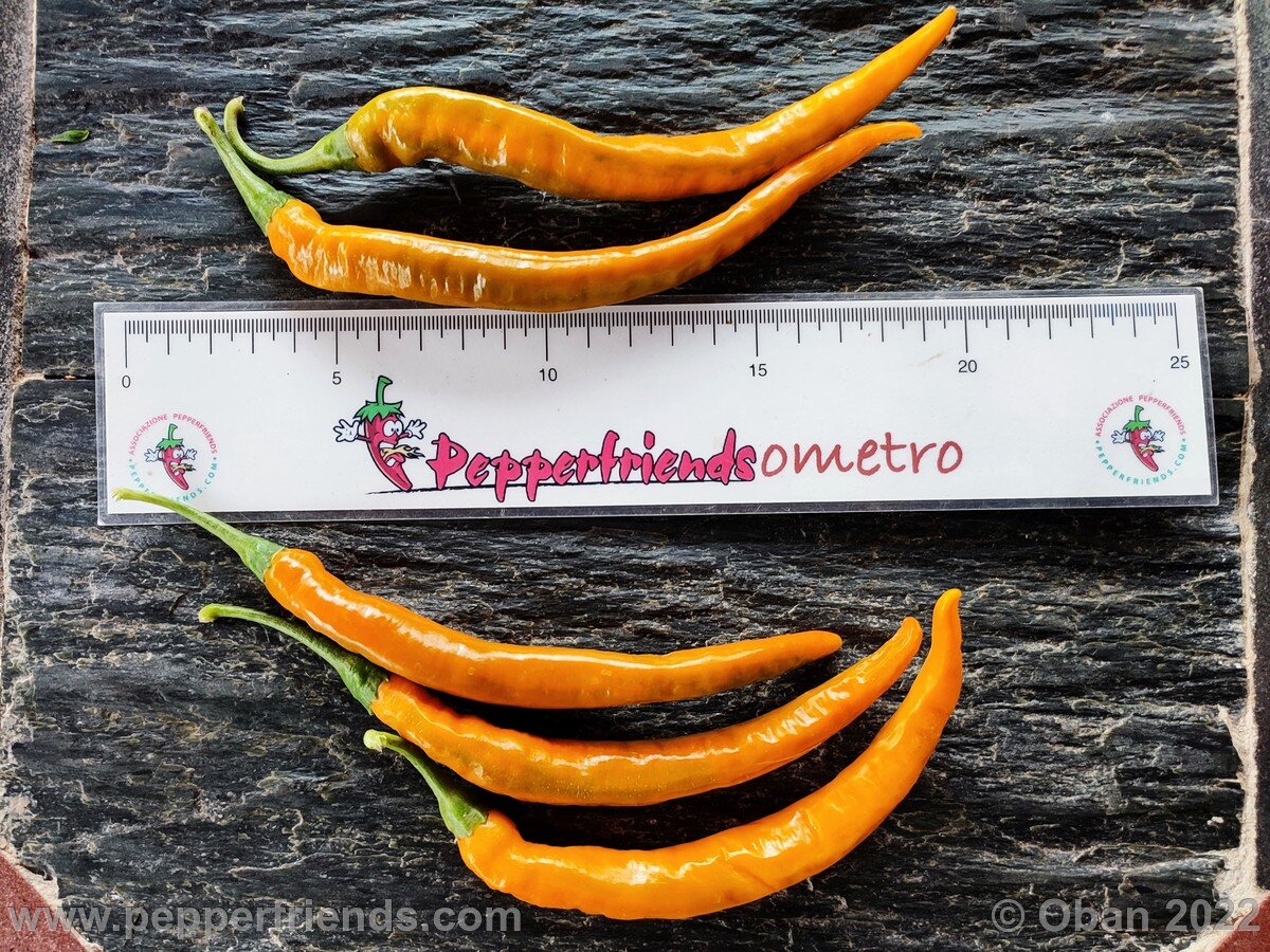 Peperoncini 2022 - 1125.jpg