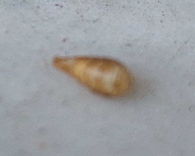 pupa.jpg.0aba1bbaf9abde2daeb65b9af8a5a2e3.jpg