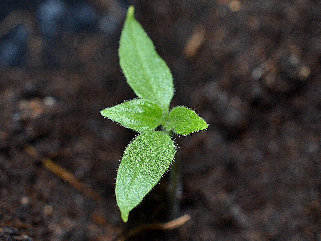 _V044 Rocoto Gaia.jpg