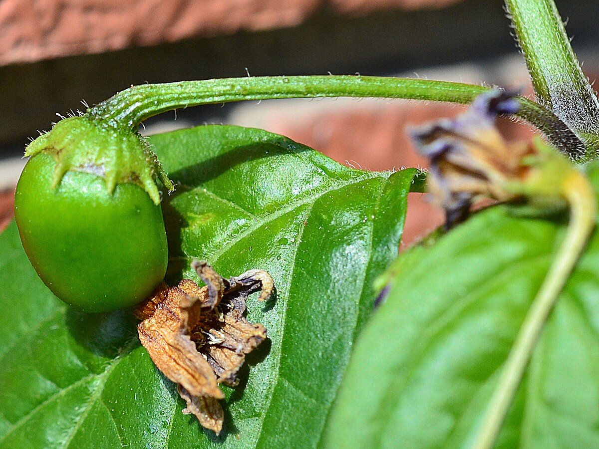 _Rocoto Arequipa Giant Orange frutto.jpg