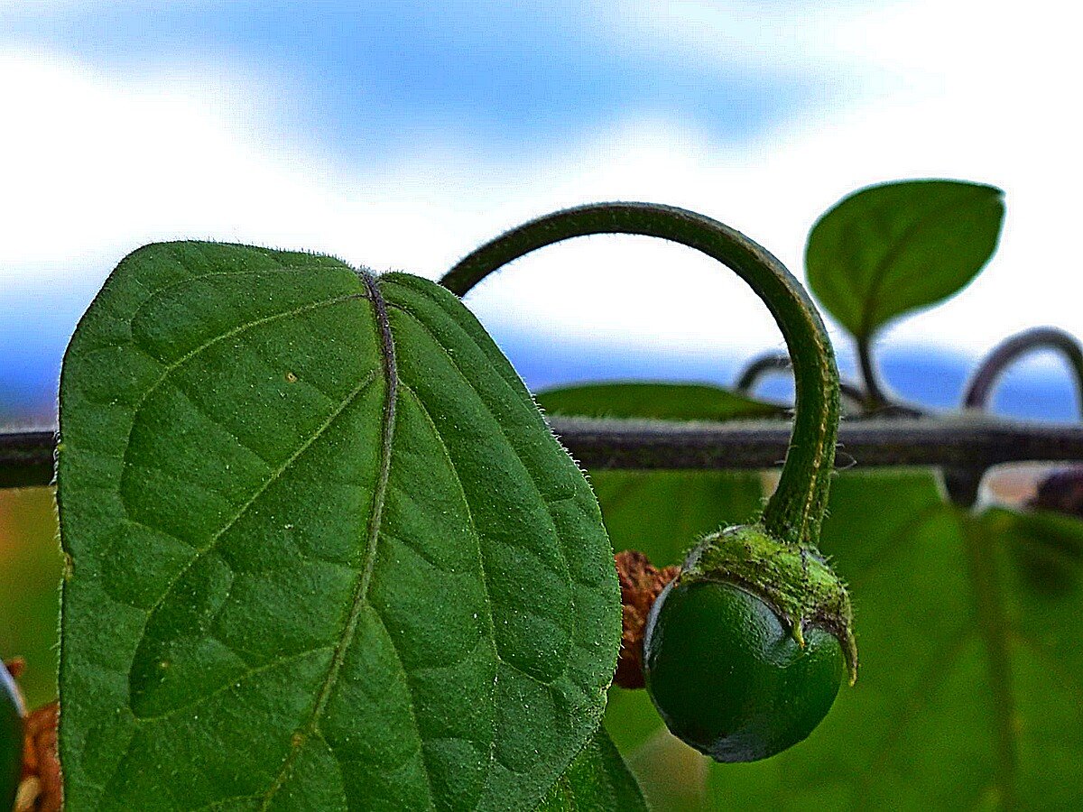 _Rocoto Torcicoda.jpg