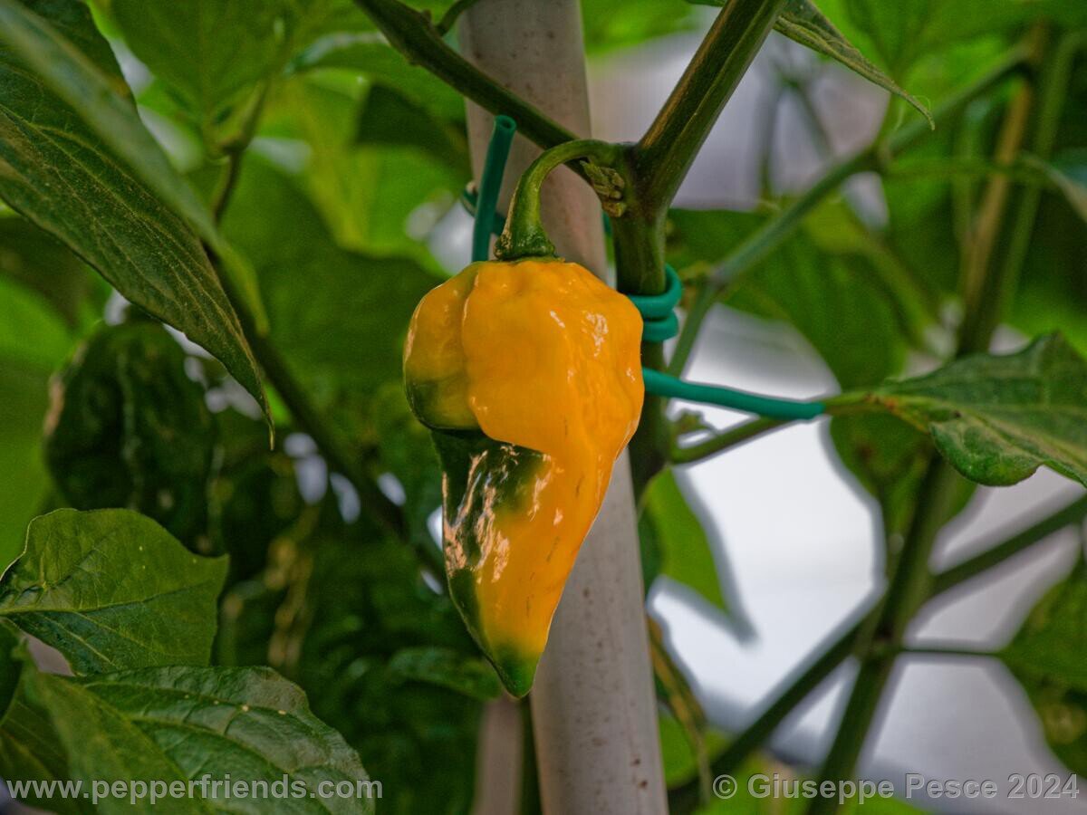 Fatalii_005.jpg