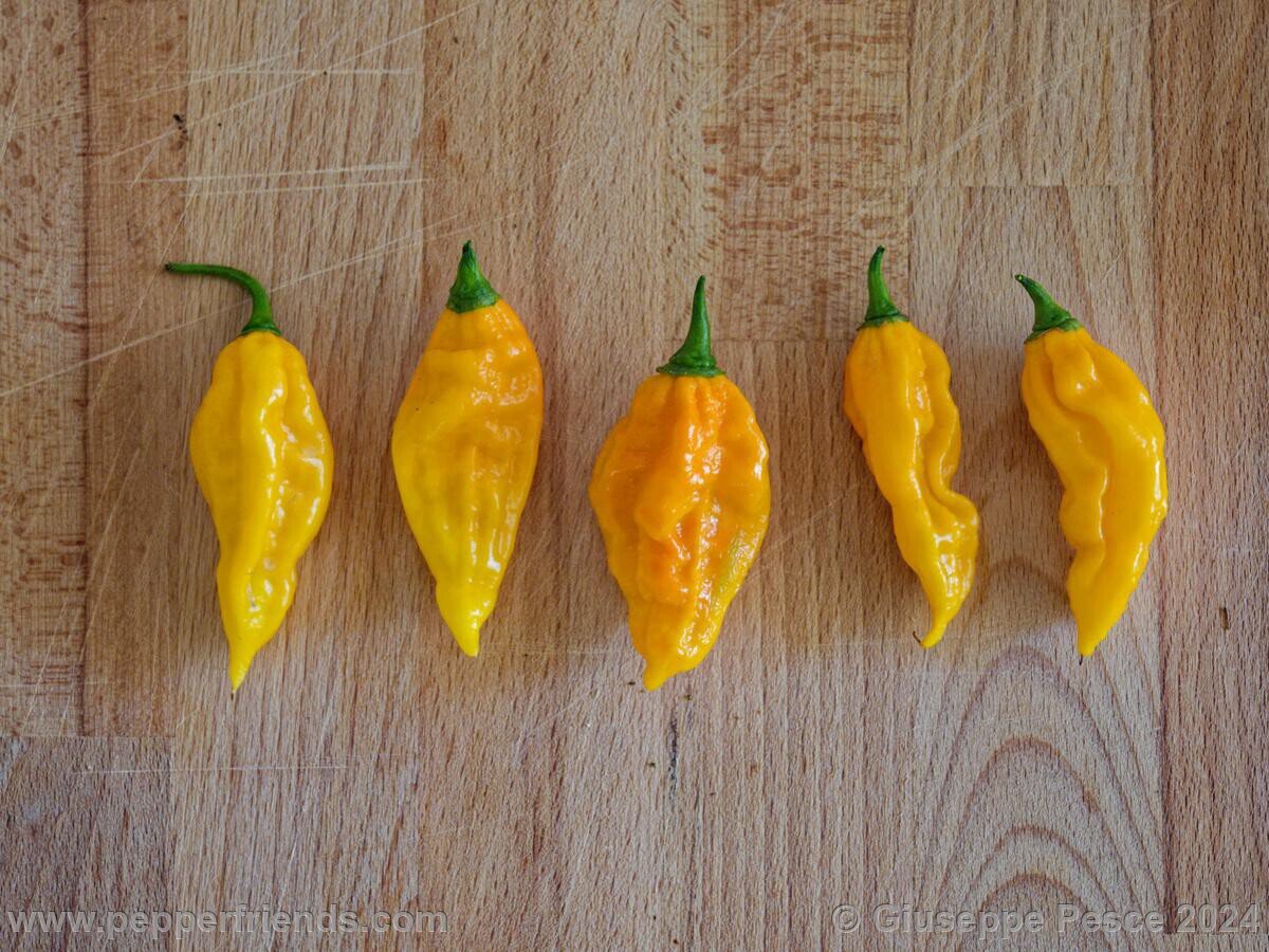 Fatalii_008.jpg