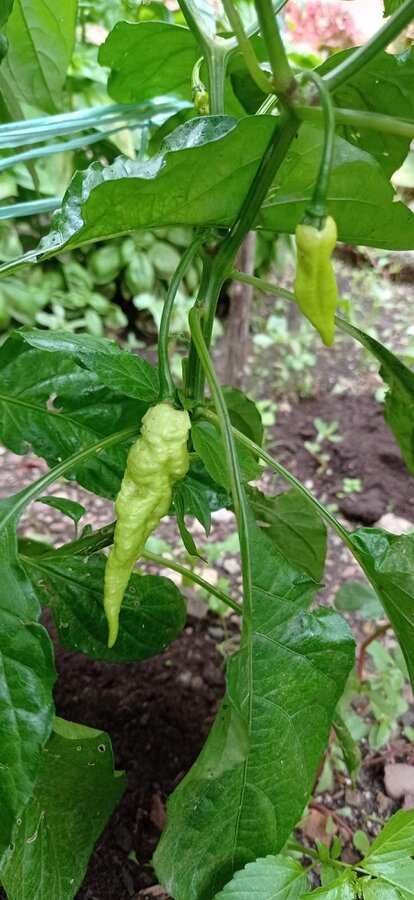 bhut-dett.jpg.5d926df2119b073db29377ba1959c477.jpg